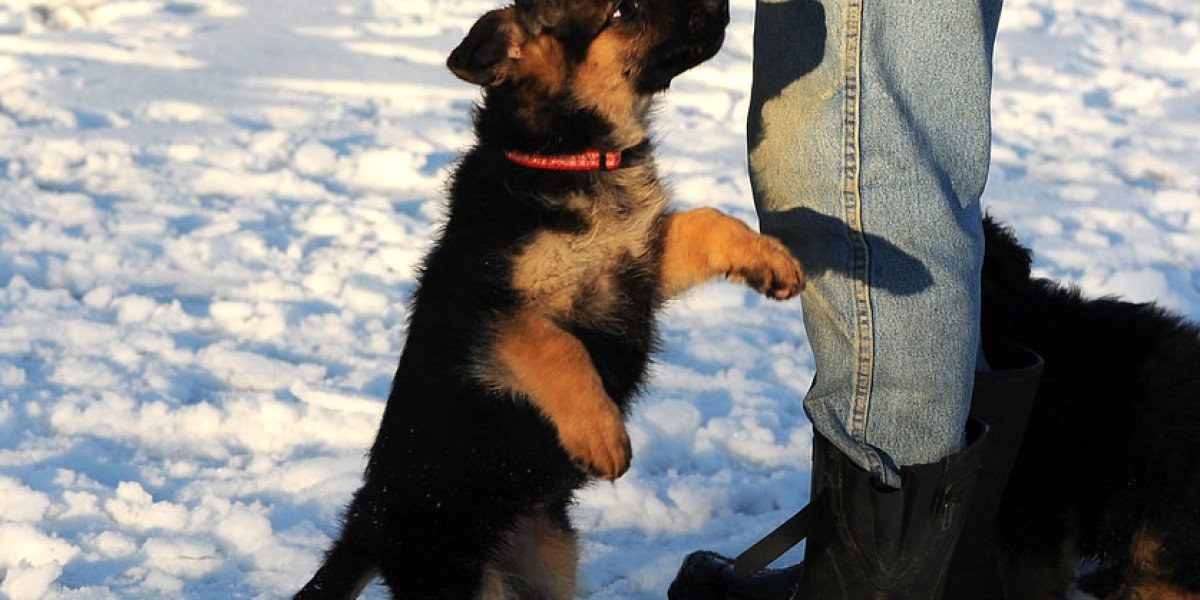 Reinrassiger Deutscher Schäferhund Welpe: Alles, was Sie wissen müssen